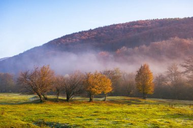 Sabah sisinde ağaçlar. Yeşillik orman. Vadideki çimenli çayır. Sabahın ilk ışıklarıyla uzak dağların ormanlı tepelerinin manzarası. Transcarpathia kırsal arazisi, sonbaharda Ukrayna