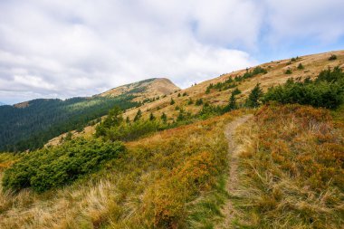 Dağ tepesine giden patika. Sonbahar sezonu. Yokuş yukarı yokuş yukarı. Hava bulutlu. Yamaçtaki kozalaklı orman. Uzaktaki sinnevyr ulusal parkının strymba zirvesi