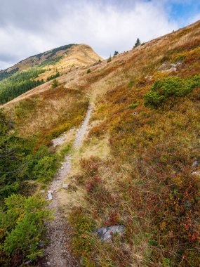 trail path to mountain peak. amazing carpathians. way uphill the steep slope. cloudy weather. coniferous forest on the hillside. strymba summit of synevyr national park in the distance clipart