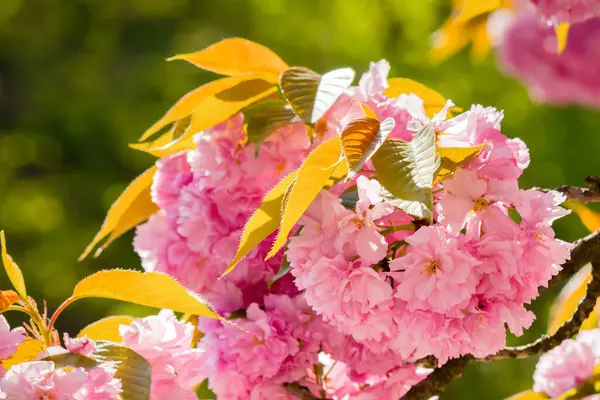 Pembe çiçekli bir dal sakura. Zen deneyimi. Güneşli bir gün. Yakın plan doğa geçmişi. Bahar mevsimi