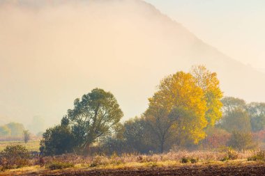 Sonbahar sisinde kırsal alan. Kırsal Avrupa. Güneşli bir sabah. Karpatya Vadisi 'nin güzel manzarası. Sisin içindeki renkli ağaçlar. Sonbahar mevsiminde çimen tarlaları. Momiji ahengi
