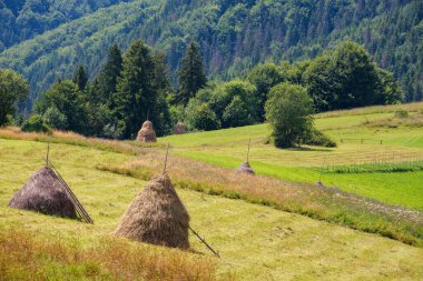 Yazın saman yığınları olan dağlık bir kırsal alan. Açık havada resim gibi. Güneşli bir gün. Ukrayna 'nın Karpatya kırsalında yeşil alan. Temmuz havası