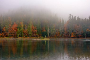 Sonbaharda göl manzarası. Sisli hava. Rengarenk ağaçlar, Ürkütücü bir atmosfer. Synevyr Ulusal Parkı, Ukrayna