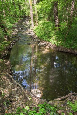 Ormandaki nehir. Açık hava macerası. Baharda güneşli bir gün. Yukarıdan bak. Ormandaki manzara. uzak tatil