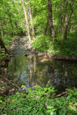 Ormandaki nehir. Doğa manzarası. Baharda güneşli bir gün. Yukarıdan bak. yeşil çevre sakin bir sabah