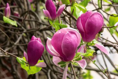 Mor manolya tamamen çiçek açmış. güzel doğa bahar arka planı