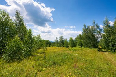 Dağlarda yaz manzarası. Harika bir yeşil çevre. Çimenli tepede yaprak döken ağaçlar. Güneşli bir hava. Ukrayna 'nın Karpat Dağları. Bulutlu mavi gökyüzü. Bereketli ormanlık manzarası