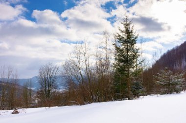 forest on the hill in winter. scenic environment. cloudy weather. uzhanian national park. amazing europe woods beautiful view clipart