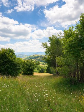 mountainous rural landscape in summer. scenic countryside outdoor adventure. trees and herb meadow on the hill. sunny day with clouds on the sky. transcarpathia region of ukraine clipart