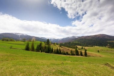 İlkbaharda kırsal alan. Tepedeki çimenlik arazi. Yokuştaki kozalaklı orman. Borzhava dağ sırtı uzakta. Ukrayna 'nın transcarpathia bölgesi