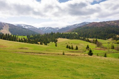 İlkbaharda kırsal alan. Güzel manzara. Tepedeki çimenlik arazi. Yokuştaki kozalaklı orman. Borzhava dağ sırtı uzakta. Ukrayna 'nın transcarpathia bölgesi. kırsal manzara