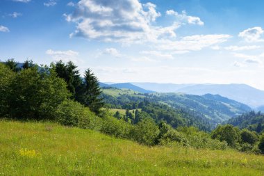 Yazın dağ manzarası. Yamaçtaki orman. Yeşil çayırları ve yuvarlanan tepeleri olan güzel bir kırsal. Güneşli bir öğleden sonra. Ukrayna 'nın manzaralı dağları