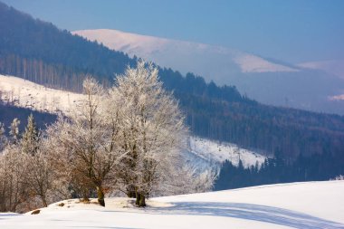 landscape with forest in winter. trees in hoarfrost on the snow covered hill. white season in carpathian mountains clipart