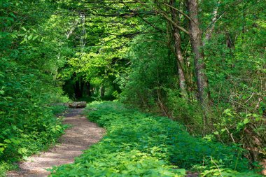 Ormanın içinden geçen patika. Baharda güzel doğa manzarası