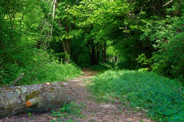 Ormanın içinden geçen patika. Yeşillik. İlkbaharda güzel doğa manzarası. güneşli hava
