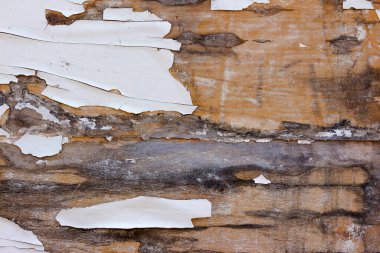 Boyalı ahşap yüzeyin kabuk soyma dokusu. eski yıpranmış arkaplan