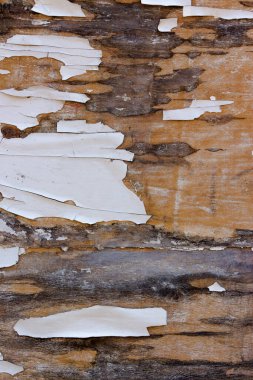Boyalı ahşap yüzeyin kabuk soyma dokusu. Hasarlı. Eski yıpranmış arka plan. rustik kirli tahta