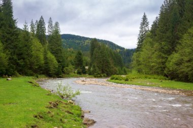 Baharda dağ nehri manzarası. Hava bulutlu. Sahildeki orman. Synevyr Ulusal Parkı 'nın güzel manzarası