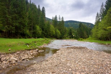 Baharda dağ nehri manzarası. Manzaralı. Hava bulutlu. Sahildeki orman. Synevyr Ulusal Parkı 'nın güzel manzarası. Kamp için açık