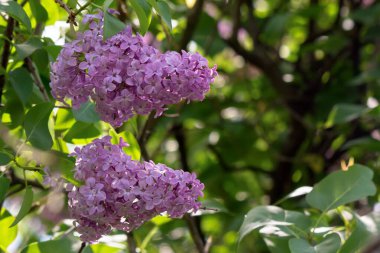 İlkbaharda mor leylak çiçeği. Şırınga fabrikası doğa geçmişini kapatıyor. güneşli bir gün