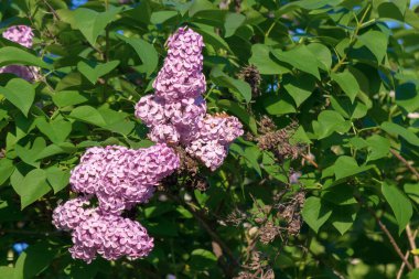 blossom of purple lilac in spring. delicate smell. syringa plant plant closeup nature background. sunny day. balmy cluster clipart