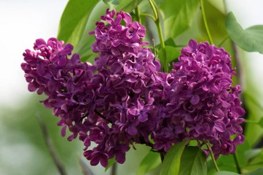 İlkbaharda mor leylak çiçeği. Romantik sezon. Şırınga fabrikası doğa geçmişini kapatıyor. Güneşli bir gün. Kadınsı aşk