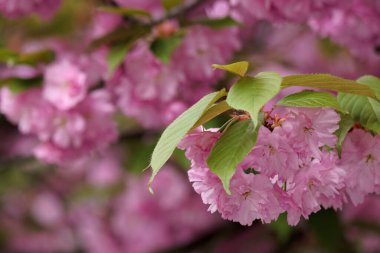 Yeşillik kiraz çiçeği. Yumuşak dal. Baharda Japon Kanzan Sakura 'ya yakın çekim. Uzhorod, Ukrayna 'da Hanami Tatili. Pembe çiçekli ağaç. manzara görünümü