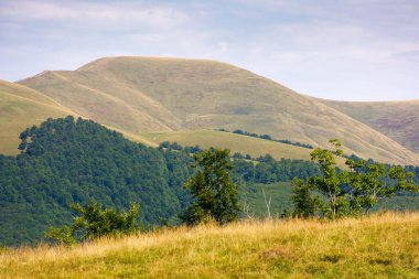 Yazın Karpatlar 'ın dağ manzarası. Seyahat yeri. Yeşil çevre. Çimenli alp çayırları ve ilkel kayın ormanlarıyla dolu bir manzara. Güneşli bir gün. manzara görünümü