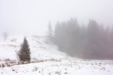 Tepedeki orman sisli. Karla kaplı çayırdaki kozalaklı ağaç. Soğuk kış manzarası. Gri gökyüzü