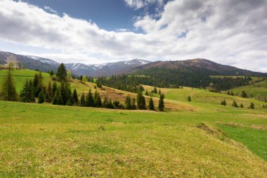 İlkbaharda kırsal alan. Yeşil çevre. Tepedeki çimenlik arazi. Yokuştaki kozalaklı orman. Borzhava dağ sırtı uzakta. Ukrayna 'nın transcarpathia bölgesi. Vista aç
