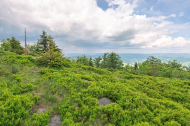 carpathian mountain landscape in summer. green environment of watershed ridge. view in to the distant valley. cloudy sky above horizon. alpine meadow on the hill. scenic outdoor background clipart