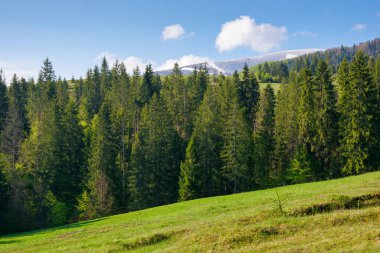 İlkbaharda yamaçtaki kozalaklı orman. İnanılmaz bir tazelik. Güneşli bir sabahta çimenli çayırları olan Karpatya dağ manzarası. seyahat hedefi