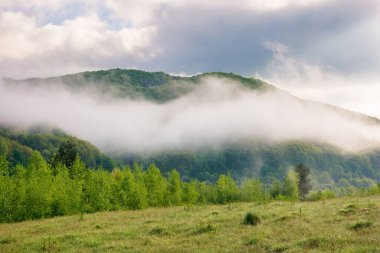 Baharda sabah sisi olan bir manzara. Kırsal vadi. Gökyüzünde bulutlar olan güneşli bir hava. Çimenli çayırın arkasındaki yemyeşil orman. Baharda Karpatlar 'ın dağ manzarası. harika bir açık hava macerası