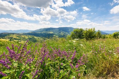 Çayır manzaralı kırsal bir yer. Geniş kayan manzara. Güneşli bir gün. Yazın Karpatlar 'ın dağ manzarası. Otlar ve çiçekler çimlerin arasında. Ukrayna Alplerinde bitki örtüsü