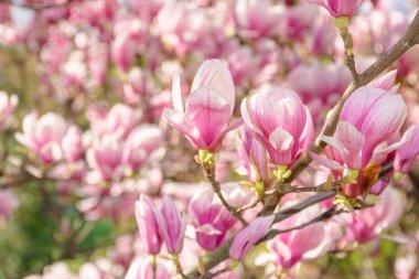 Magnolia soulangeana çiçek açmış. Botanik park ortamı. Baharda güneşli bir hava. Güzel doğa arka planı. Sabah ışığında dalda pembe çiçekler