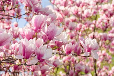 Magnolia soulangeana çiçek açmış. Güzel lale ağacı. Baharda güneşli bir hava. Güzel doğa arka planı. Sabah ışığında dalda pembe çiçekler