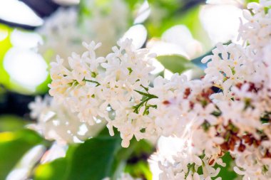 İlkbaharda beyaz şırınga çiçeği. Çiçek açan çalılar. romantik sezon