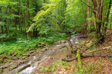 Kayın ormanındaki su akıntısı kayaların arasında. Ağaçtaki yemyeşil yapraklar. Yazın güneşli bir günde açık hava manzarası. Karpatya doğasının güzelliği. sakin ekosistem