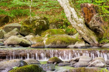 Yeşil ormandaki dere. Manzaralı. Su yosunlu taşlar ve ağaçlar arasında akar. Yazın güzel parklar ve doğa geçmişi. Orman çevresi