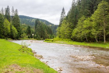 Baharda dağ nehri manzarası. Yeşil çevre. Hava bulutlu. Sahildeki orman. Synevyr Ulusal Parkı 'nın güzel manzarası. kırsal vadi