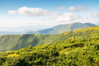 carpathian mountain landscape in summer. natural environment.  beautiful view with rolling hills. alpine scenery of chornohora ridge. green meadow on hillside clipart