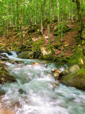 Kayın ormanında nehir manzarası. Parlak ışıkta manzaralı bir orman. Güneşli bir günde yosunlu kayalar arasında vahşi su akıntısı. Kıyıdaki kaya parçası.