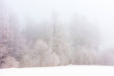 Kışın sisli bir sabahta orman. Manzaralı. Karla kaplı tepelerde ağaçların olduğu güzel doğa manzarası. Bulutlu gökyüzü. Büyülü ormanlık 