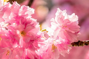 Sakura çiçeğinin yakın çekimi. Güzel kokulu estetik. Pembe çiçekli arka plan. Baharda güneşli bir gün. parlak yumuşak duvar kağıdı