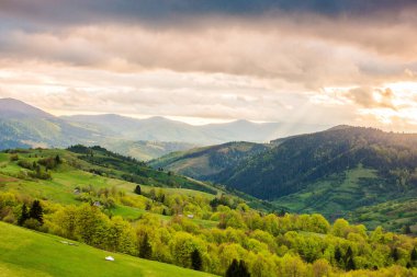 Gün batımında tepeleri yuvarlanan kırsal bölge. Manzaralı. Hava bulutlu. Ukrayna 'nın Karpat Dağları manzarası. Yamaçtaki orman ve çimenli çayır. Mayıs 'ta kırsal kesimde