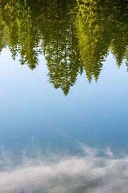 Göl yüzeyinde kozalaklı orman yansıması. Orman manzarası çok güzel. Yazın güneşli bir sabahta Ukrayna 'nın Sinnevyr Milli Parkı' nın arka planında. manzara görünümü