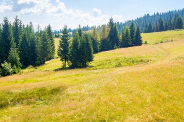 Çimenli yamaçtaki kozalaklı orman. Alp ortamı. Güneşli bir gün. Yazın Ukrayna 'daki Karpat Dağları manzarası. Borzhava sırtı manzarası. tatil sezonu