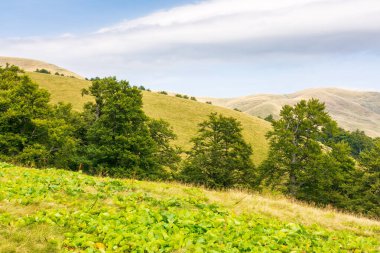 Yamaçtaki ilkel kayın ormanı. Açık hava macerası. Svidovets Tepesi manzarası. Yaz öğleden sonra dağ manzarası. tatil sezonu