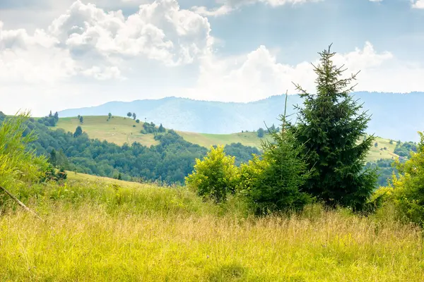 Ukrayna dağlarının tepesindeki çimenli dağlık çayır. Transcarpathia bölgesinde sürdürülebilir yaşam. Yazın Karpat Dağları. Mavi gökyüzünde yumuşak bulutlar olan güneşli bir hava. Açık hava macerası