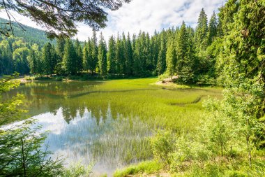 Tepenin üzerinde göl ve orman olan dağlık bir manzara. Yazın Karpatlar 'ın dağ doğasının güzelliği. Güneşli bir günde yeşil bir manzara. Kozalaklı ağaçlar suda yansıyor. Avrupa 'nın pitoresk köknar ormanları
